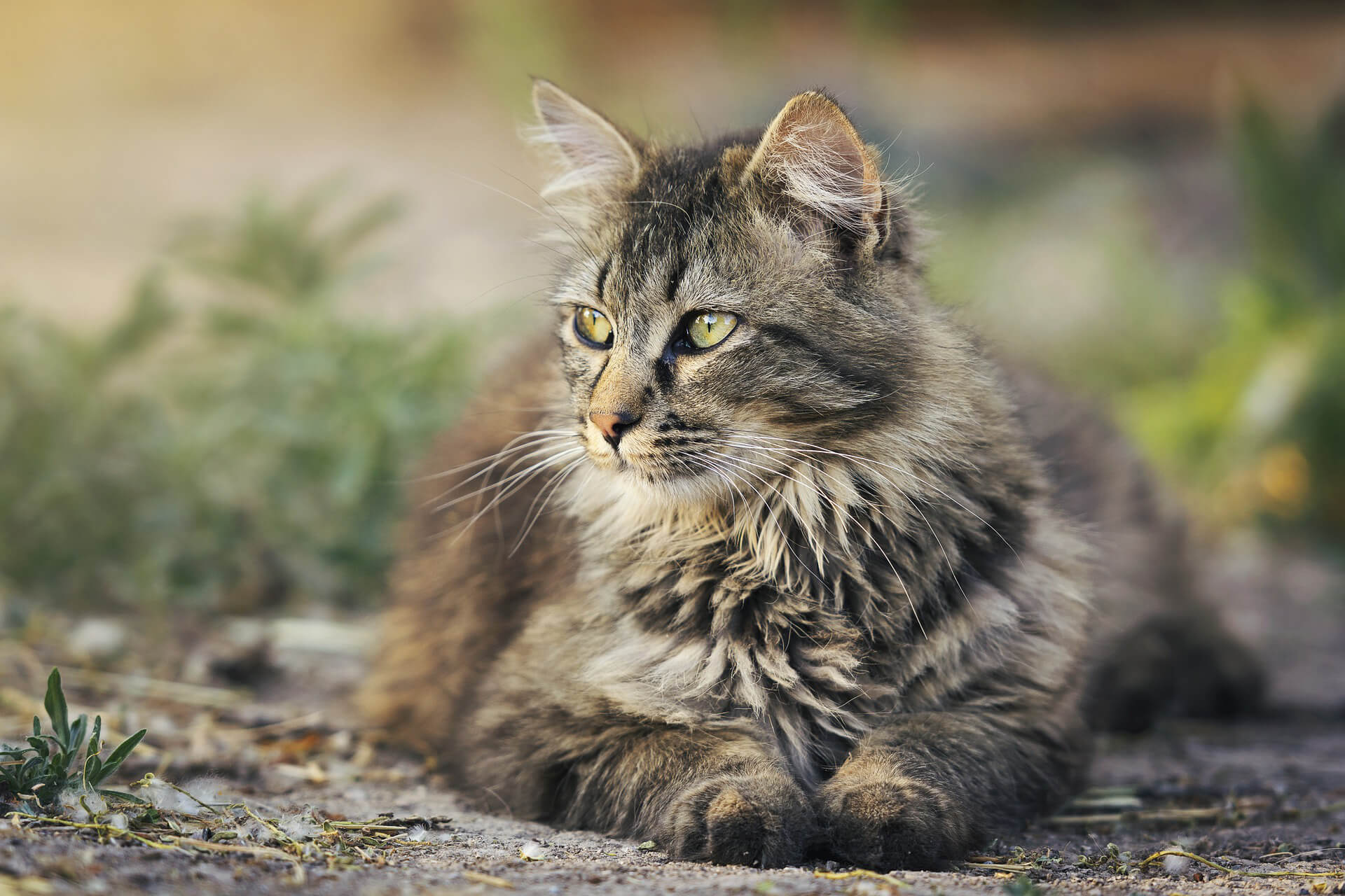 cat services at smithfield animal hospital pa