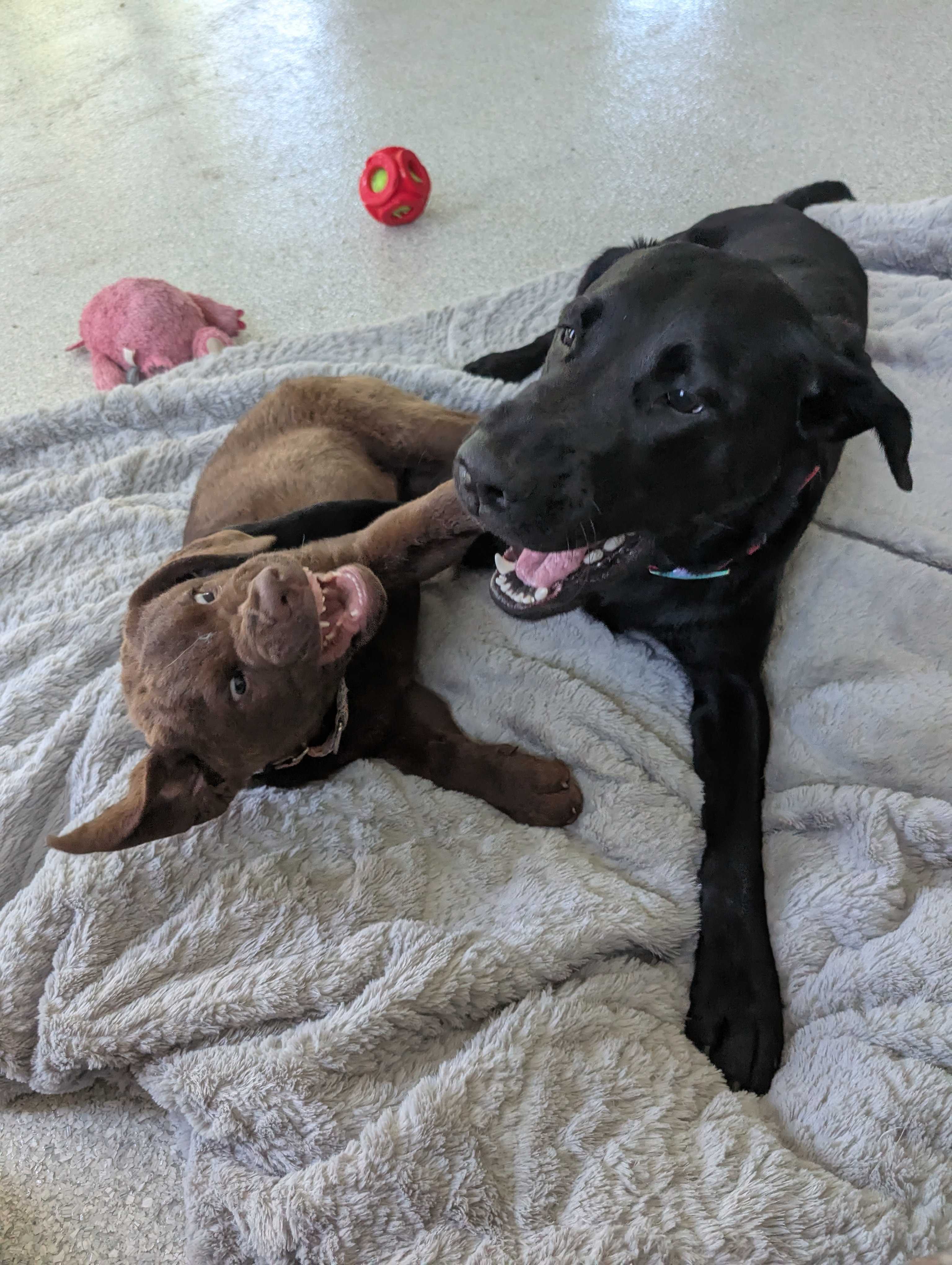 Doggies