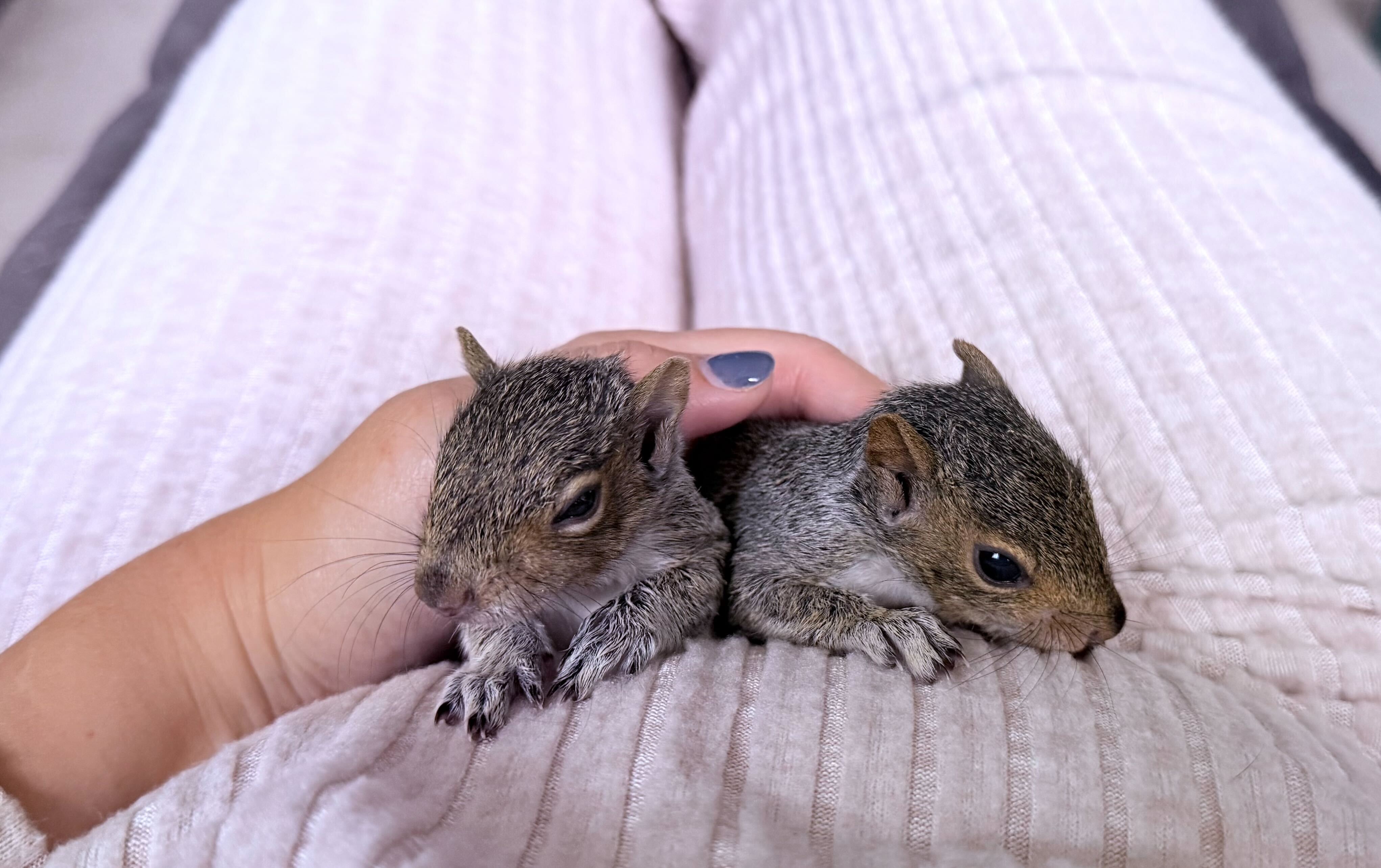 Squirell