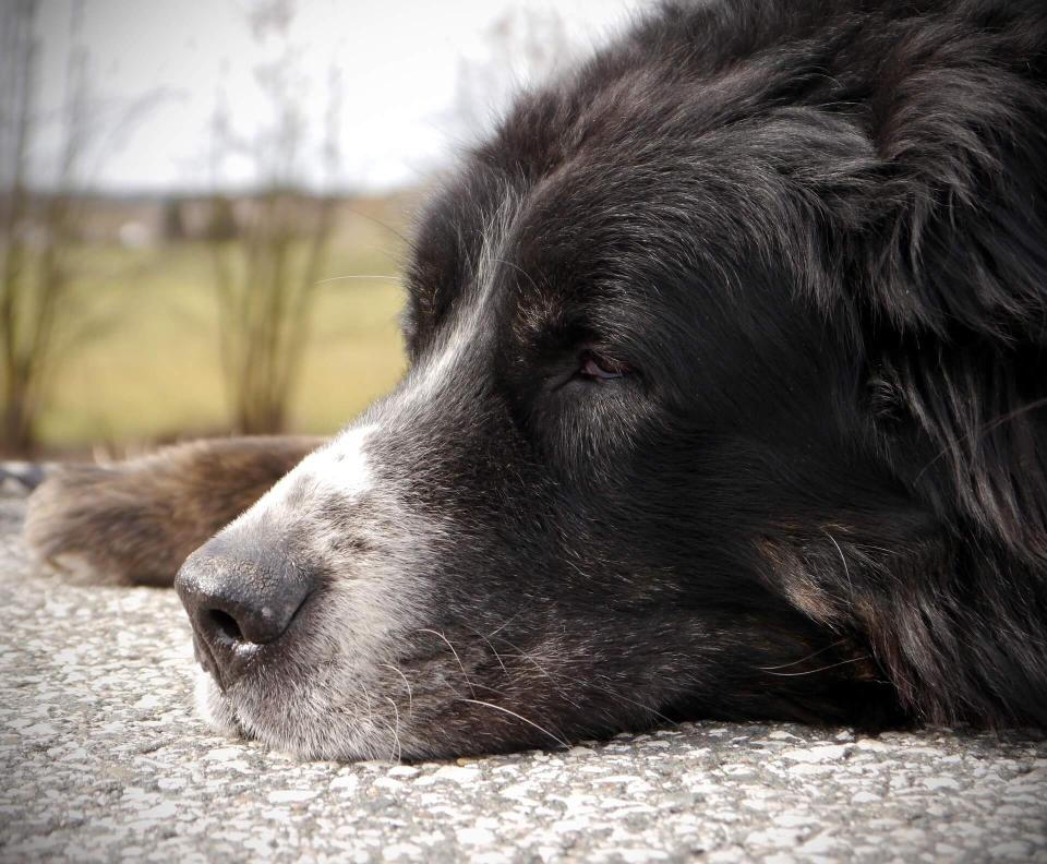 preventive health dog cat