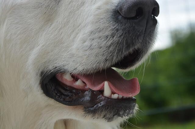 dog cat dental care
