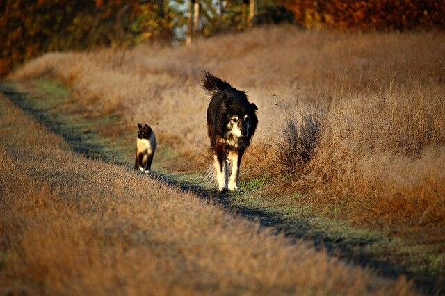 preventive dog cat health