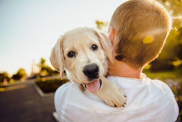 pet wellness plans