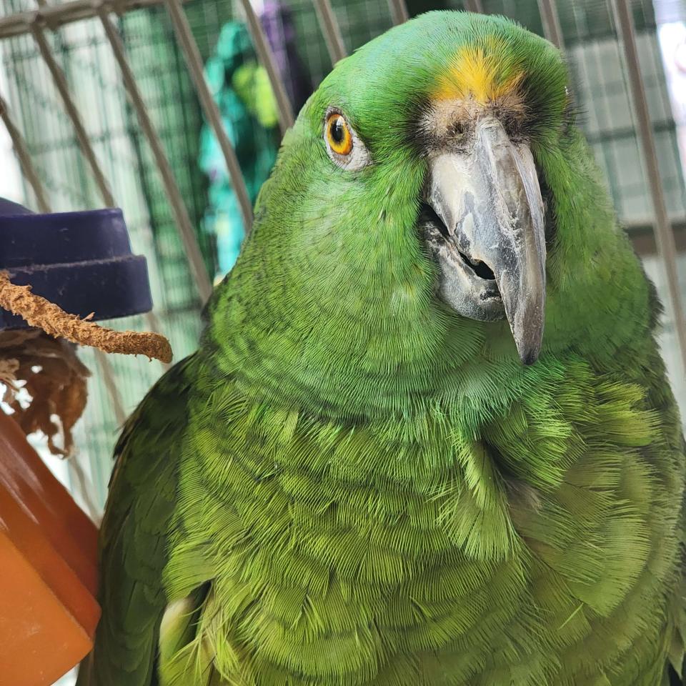 Bird