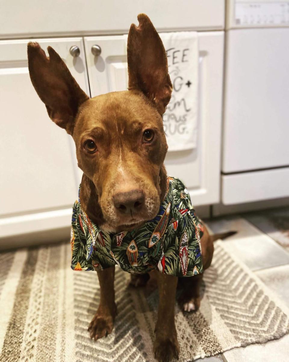 Dog