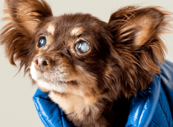 5 Reasons to Not Delay Treating Your Dog&#039;s Eye Problems