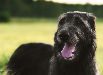 The 9 Dog Breeds From Ireland