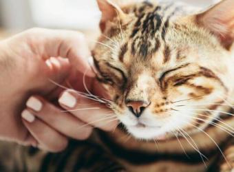 9 Ways to Manage Cat Anxiety and Stress at Home