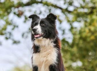 Can Dogs Have Asthma?