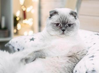 5 Ways to Work With Your Vet to Combat Pet Obesity