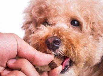National Heartworm Awareness Month: How to Prevent Heartworm in Dogs