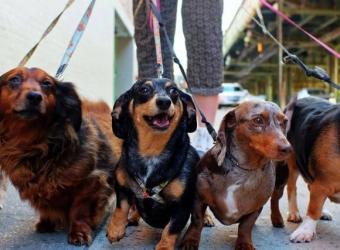 National Walk Your Dog Week - Tricks 'n' Tips To Get a Polite Walker