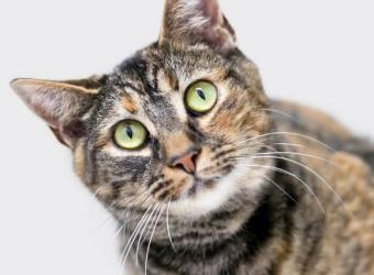 Establishing Truths Regarding Feline Heartworm Disease