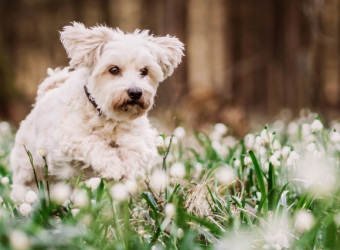 First Day of Spring - Spring Toxins My Dog Needs to Avoid