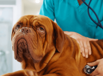 National Canine Lymphoma Awareness Day: How to Spot Signs in Your Dog