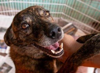 Happy National Rescue Dog Day: 7 Great Reasons to Adopt a Rescue Dog