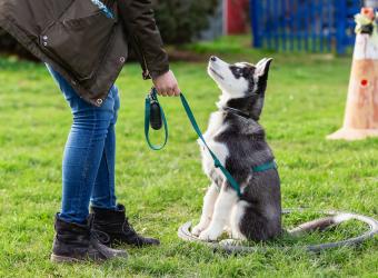 4 Super Helpful Tips in Honor of National Train Your Dog Month