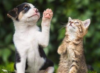 How to Keep Your Pets Safe Through Microchipping