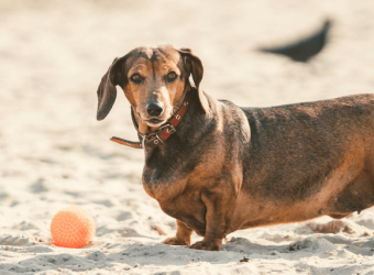 Plump Pup Problems: 7 Tips For Preventing Dog Obesity