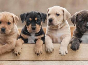 Puppy Palooza: The Secret(s) to Raising a Happy and Healthy Pup