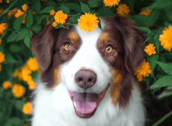 Spring Forward, Parasites Back: How to Prevent Dog Fleas and Ticks!