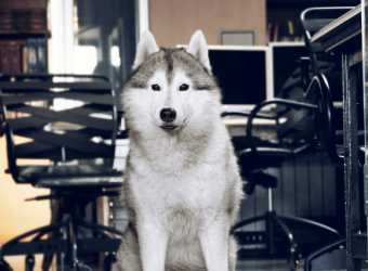 The Secret to Success For This Year's Take Your Dog to Work Day