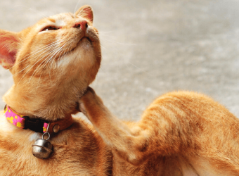 A Veterinary Guide to Treating Itchy Skin in Pets - Food Allergies