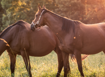 What to Expect When Your Mare is Expecting a Foal
