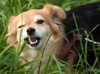 Why Does My Dog Eat Grass? The Surprising Truth