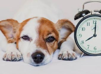 Why Your Pet Needs a Routine