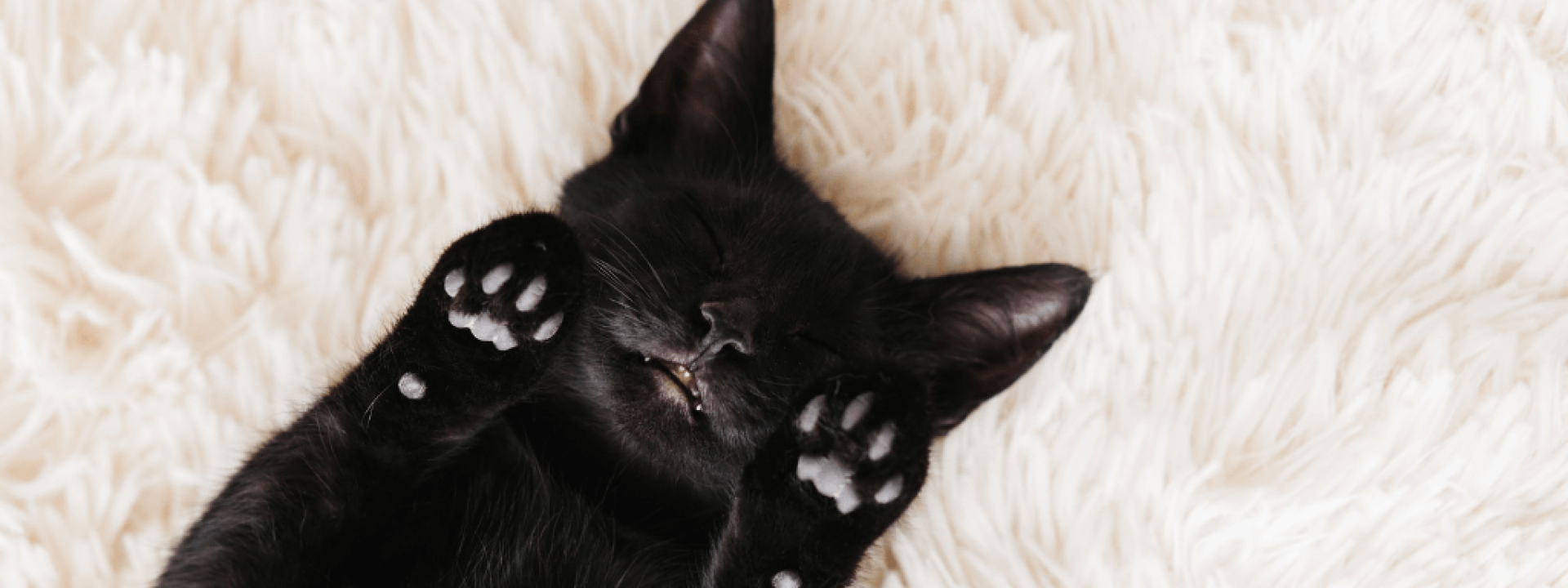 10 Reasons to Adopt a Black Cat in Honor of Black Cat Appreciation Day