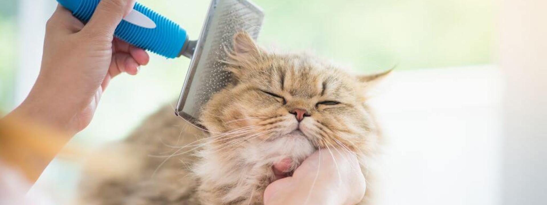 Large fluffy cat being brushed by owner