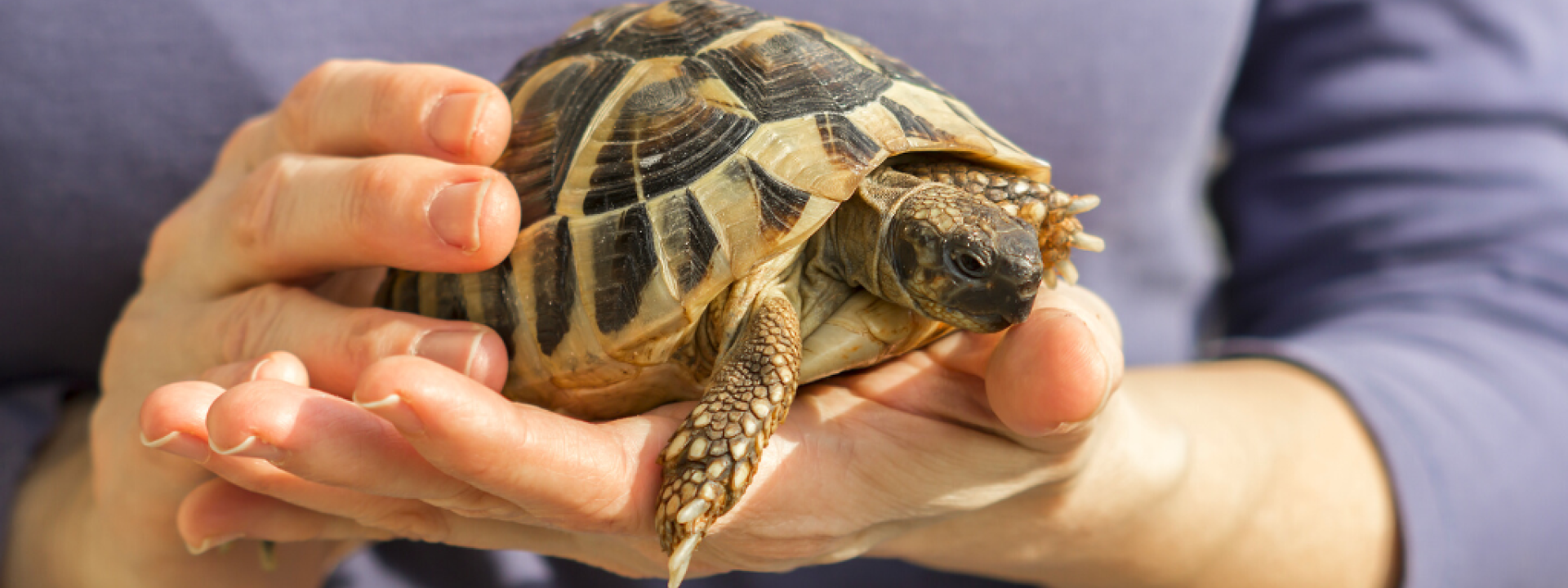 Small turtles, pet in the hands of a woman