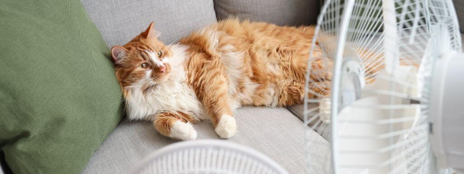 Orange cat laying on couch in front of fans
