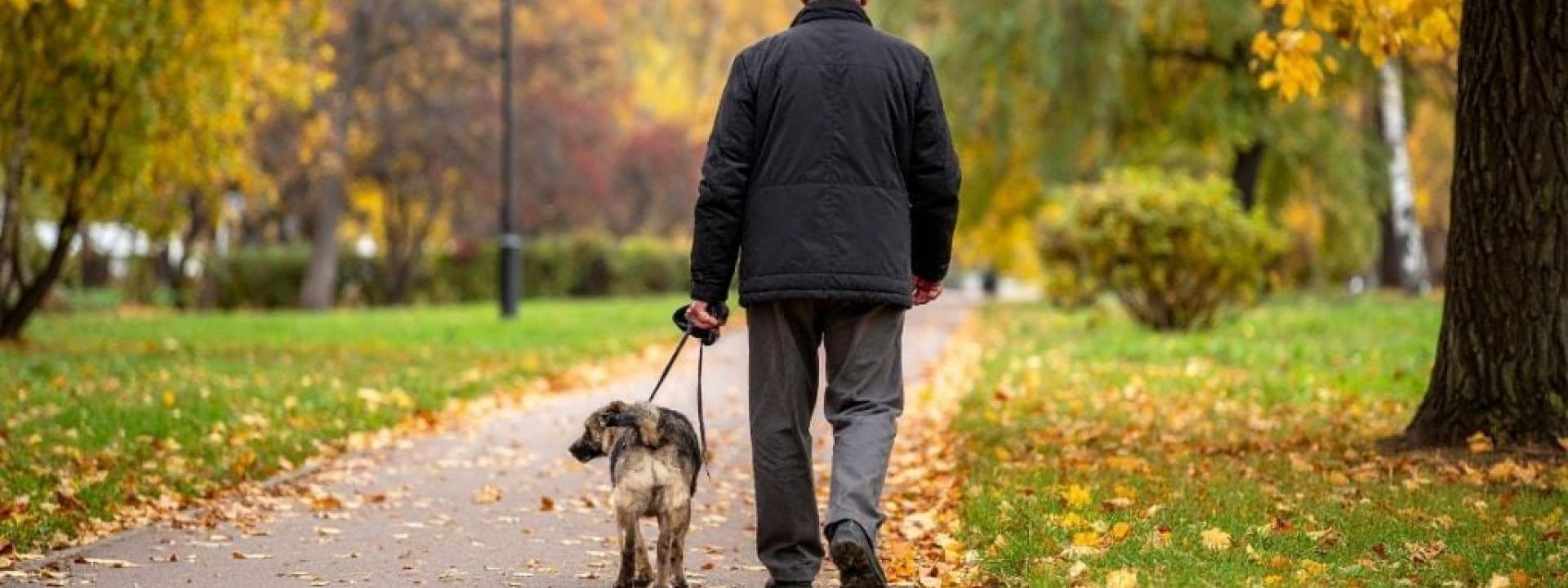 Older man walking his dog through a park during Fall