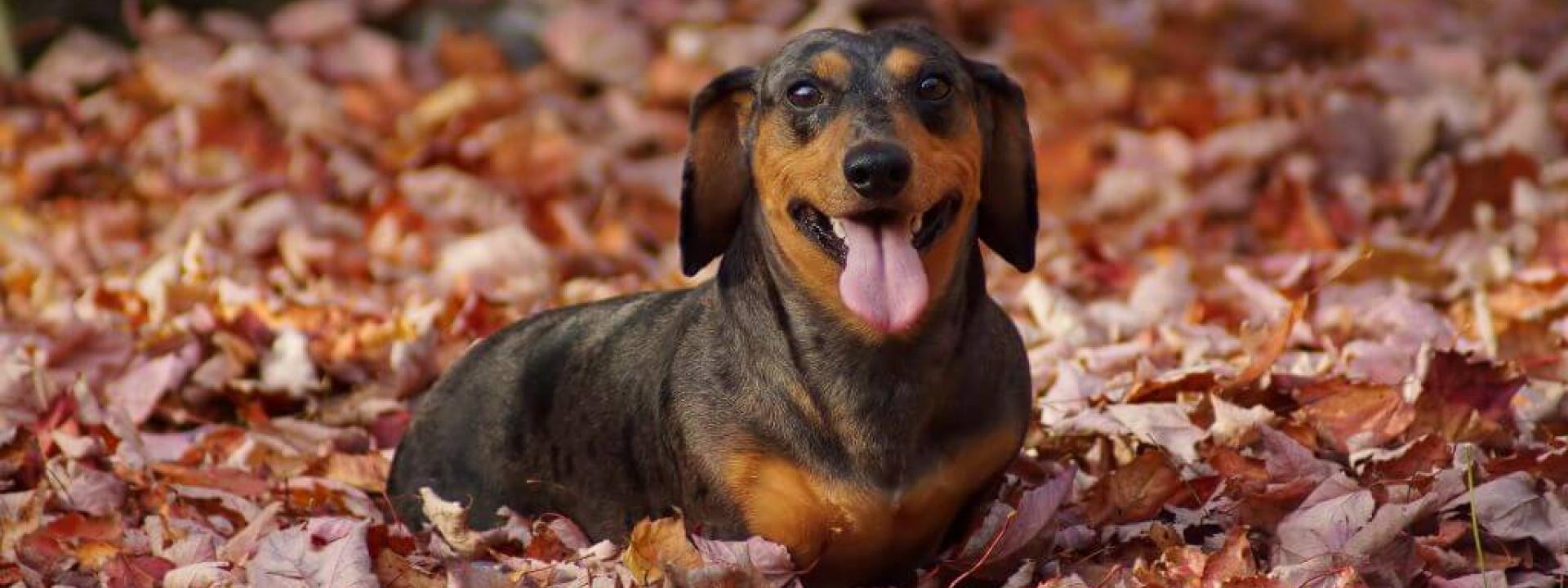 Dachshund dog laying down in leaves outside in fall