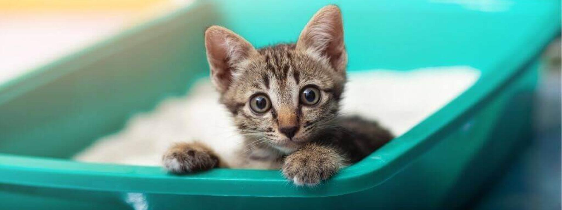 cat litter box training tips