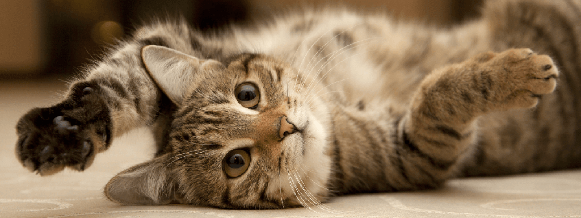 myths about cats your vet wants you to know