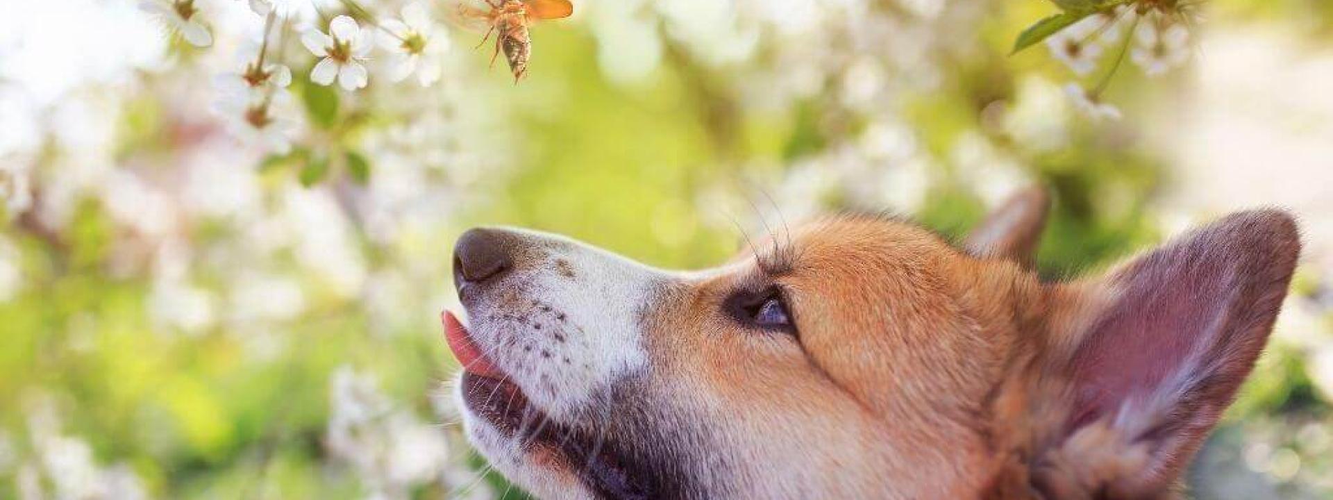 cicadas and your pets