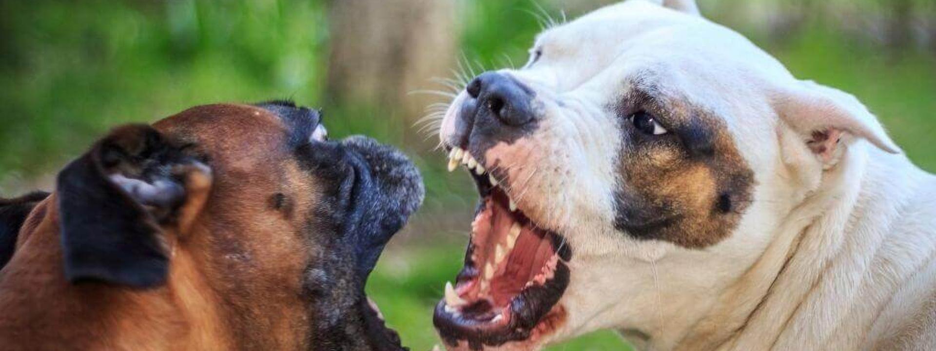 types of dog aggression and how to help