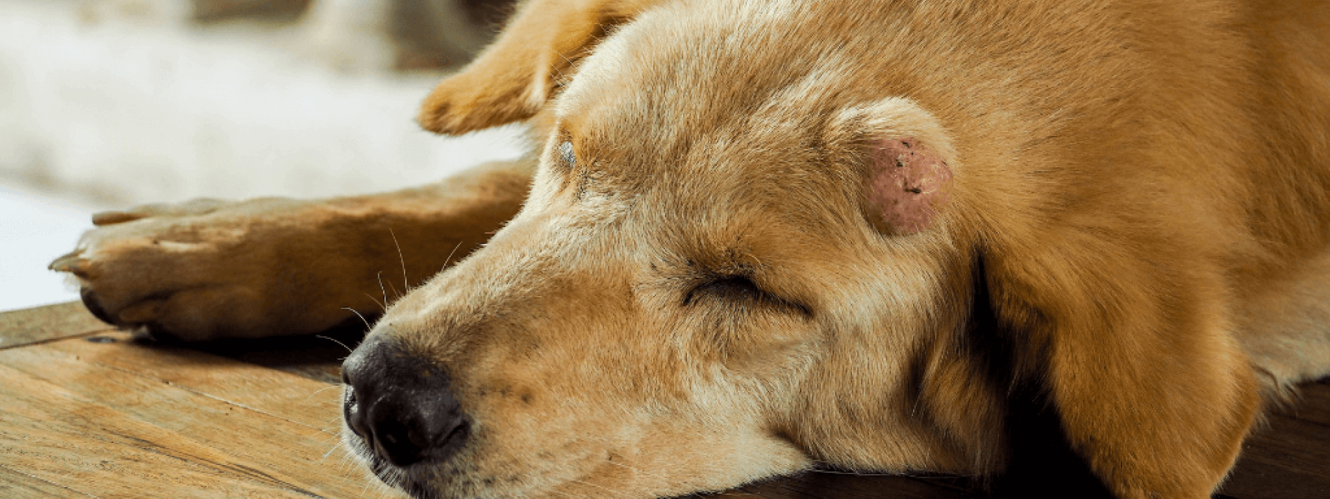 what causes canine oral melanoma