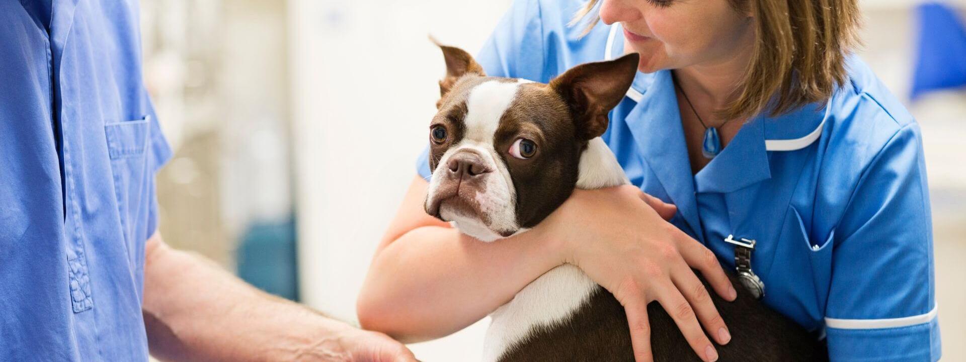 Small brown and white bod at emergency vet having it's paw bandaged 