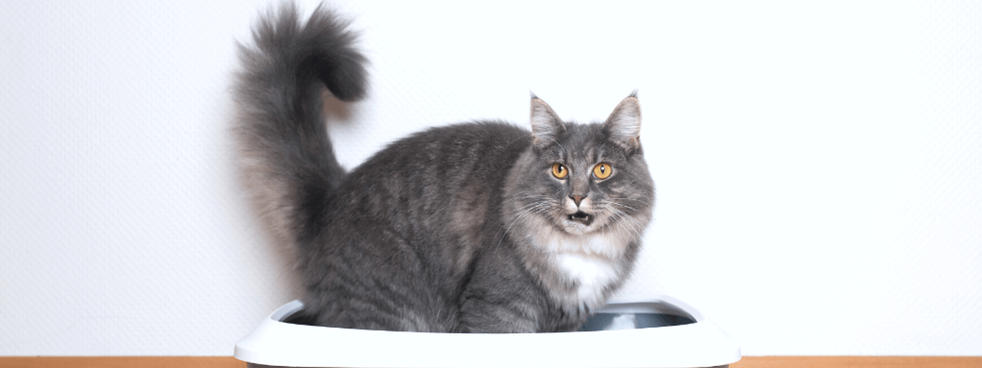 Cat sitting in litter box