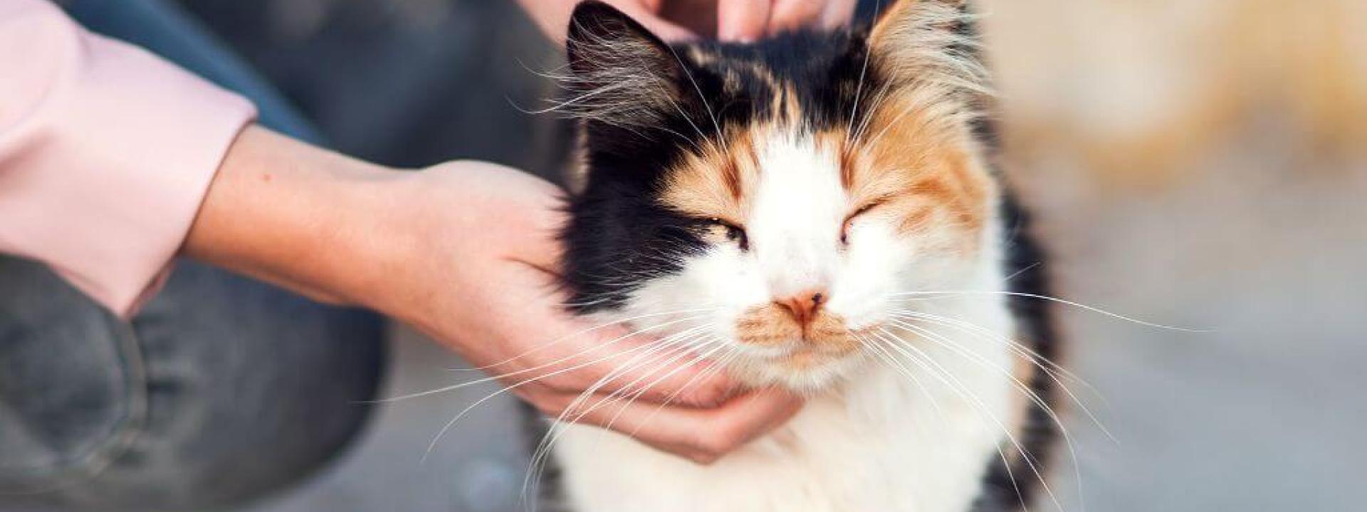 Feline diabetic neuropathy online treatment