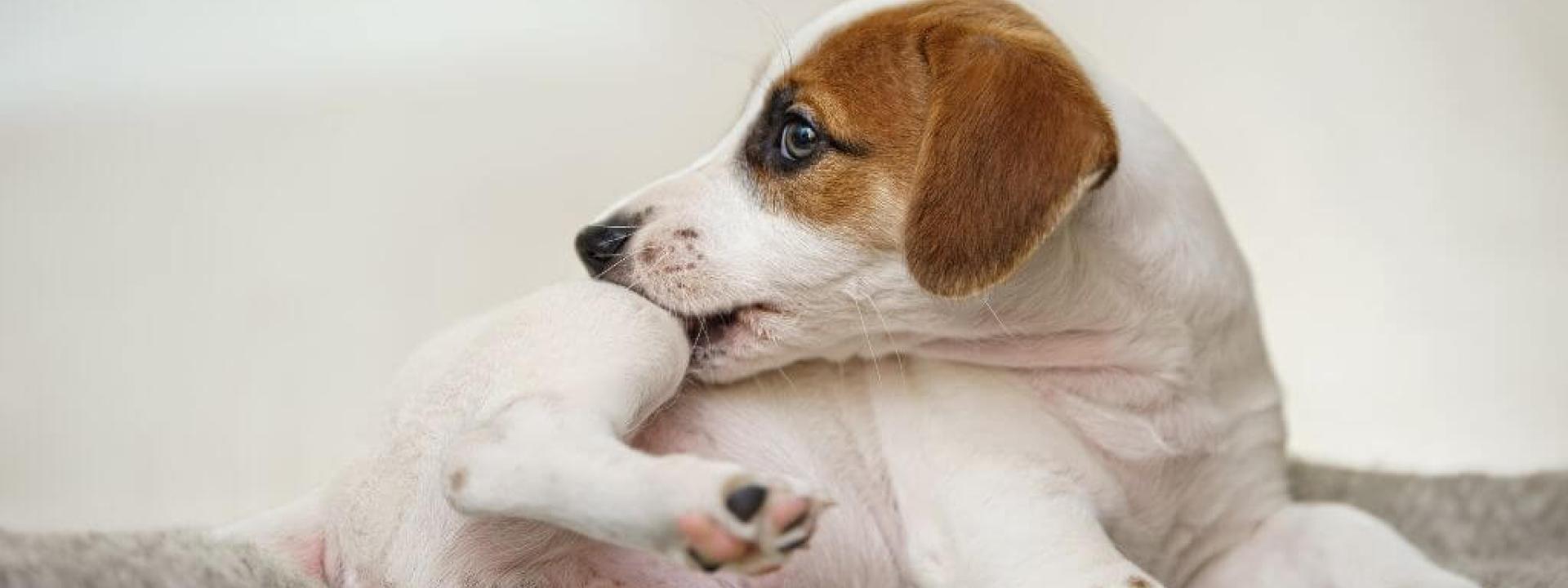 Small Jack Russel dog scratching from a skin issue
