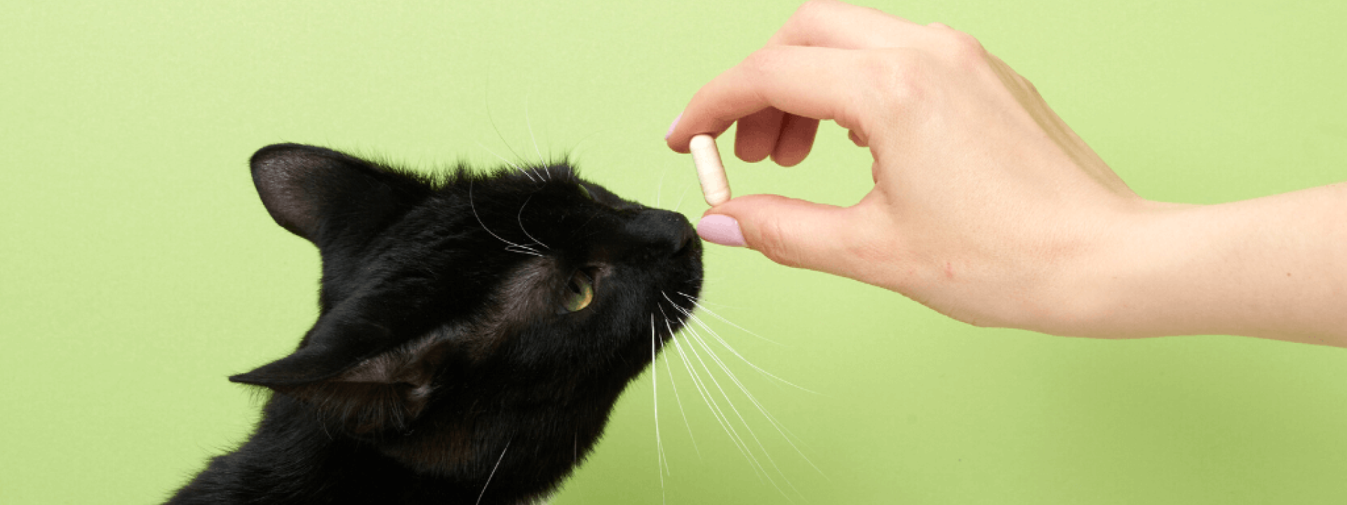 Woman hand with a pill in front of a black cat