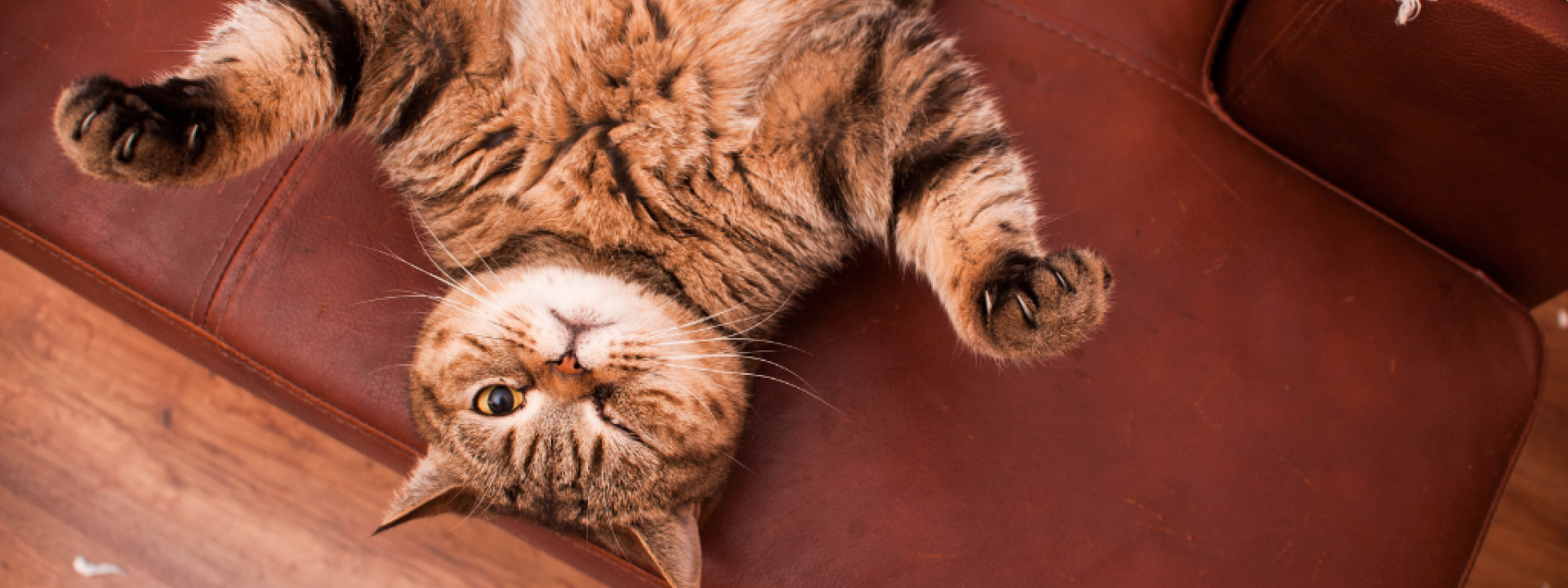 Cat lying on scratched up couch.