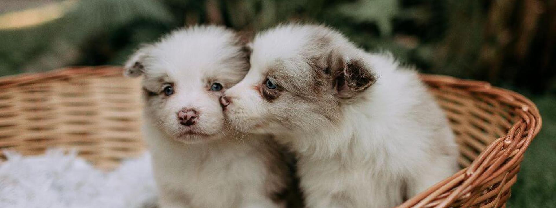 Two puppies sitting in a basket together, socializing for puppy milestones