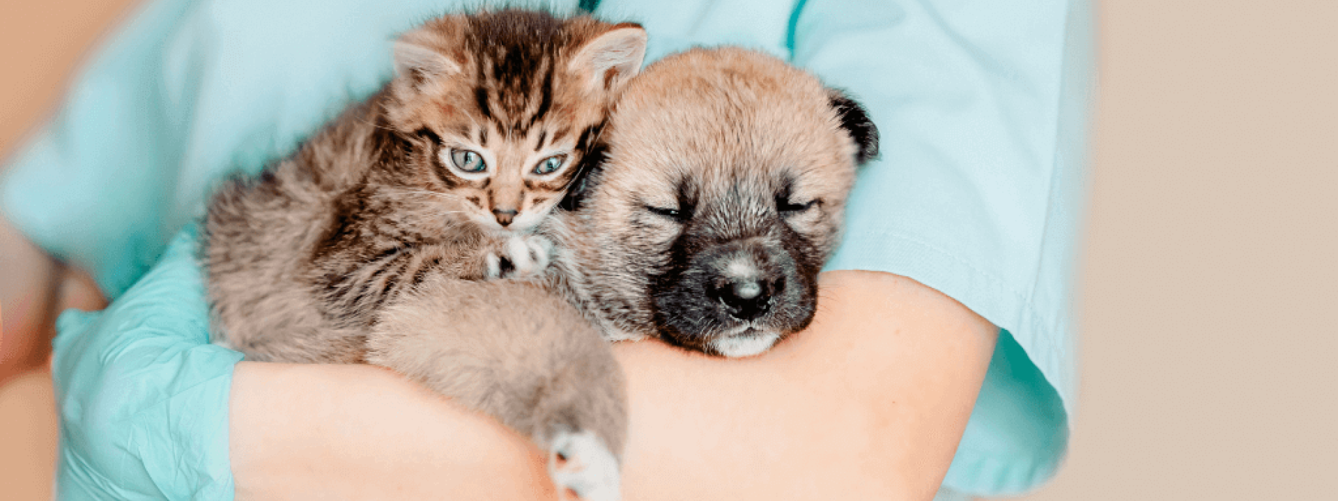 Imported Animals and How to Minimize the Rabies Risks Imported Animals and How to Minimize the Rabies Risks