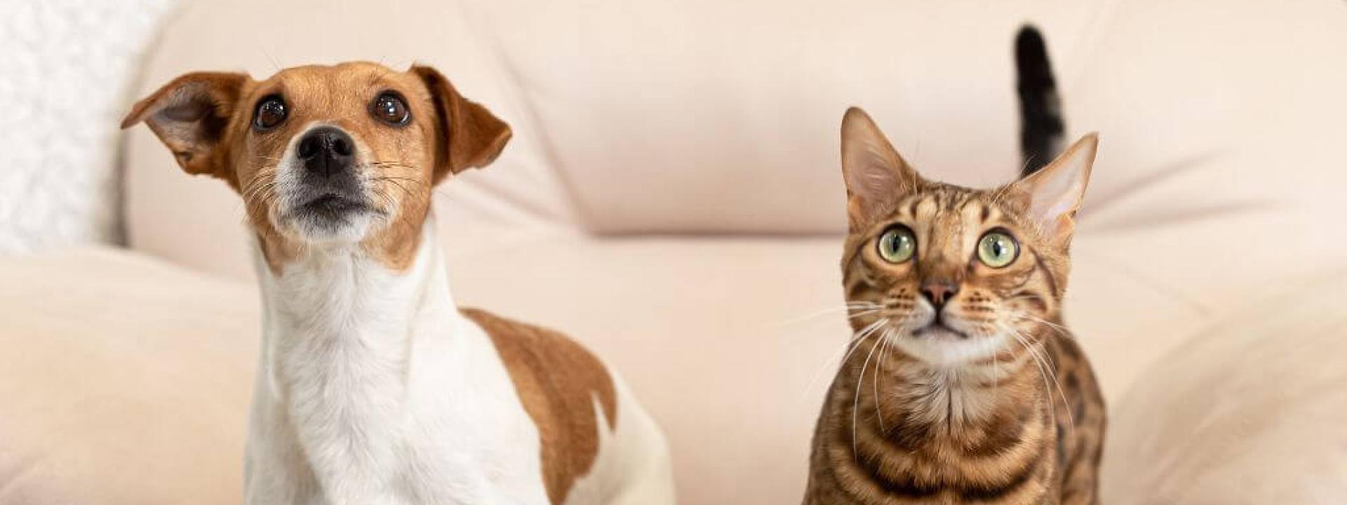 Dog and cat sitting together on couch